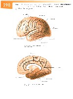 Sobotta Atlas of Human Anatomy  Head,Neck,Upper Limb Volume1 2006, page 297